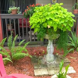 Meet your Posher, Dorothy